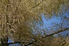 Corypha umbraculifera